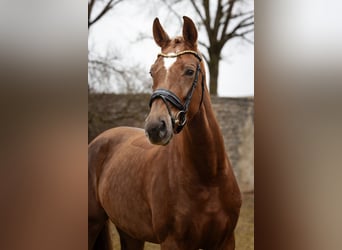 Hannoveraan, Merrie, 4 Jaar, 168 cm, Donkere-vos