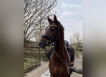 Hannoveraan, Merrie, 4 Jaar, 168 cm