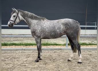 Hannoveraan, Merrie, 4 Jaar, 168 cm, Schimmel