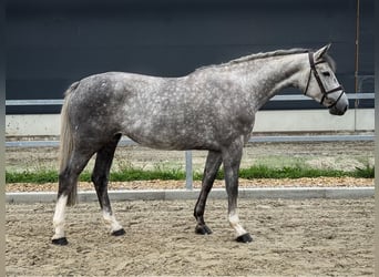 Hannoveraan, Merrie, 4 Jaar, 168 cm, Schimmel