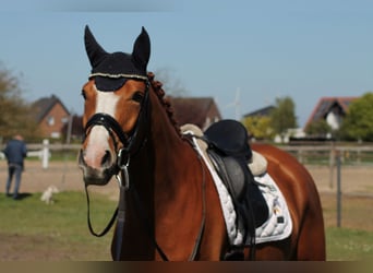 Hannoveraan, Merrie, 4 Jaar, 168 cm, Vos