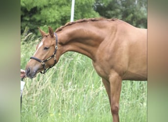 Hannoveraan, Merrie, 4 Jaar, 168 cm, Vos