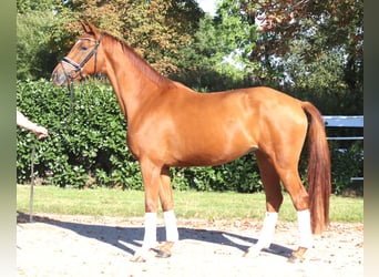 Hannoveraan, Merrie, 4 Jaar, 168 cm, Vos