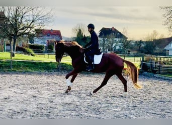 Hannoveraan, Merrie, 4 Jaar, 168 cm, Vos