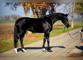 Hannoveraan, Merrie, 4 Jaar, 168 cm, Zwart