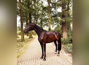 Hannoveraan, Merrie, 4 Jaar, 168 cm, Zwart
