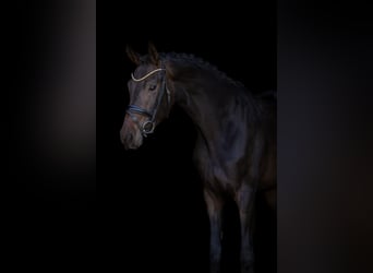 Hannoveraan, Merrie, 4 Jaar, 168 cm, Zwart