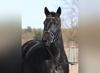 Hannoveraan, Merrie, 4 Jaar, 168 cm, Zwart