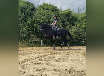 Hannoveraan, Merrie, 4 Jaar, 168 cm, Zwart