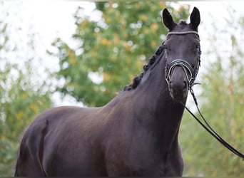 Hannoveraan, Merrie, 4 Jaar, 168 cm, Zwart