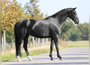 Hannoveraan, Merrie, 4 Jaar, 168 cm, Zwart