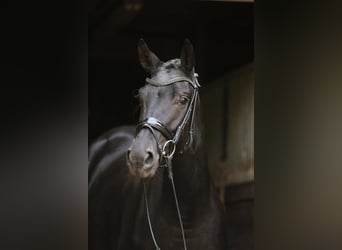 Hannoveraan, Merrie, 4 Jaar, 168 cm, Zwart