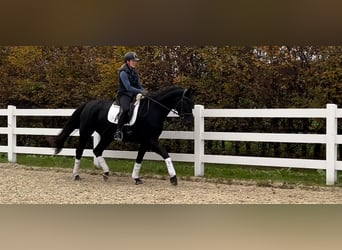 Hannoveraan, Merrie, 4 Jaar, 168 cm, Zwart