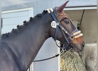 Hannoveraan, Merrie, 4 Jaar, 168 cm, Zwartbruin