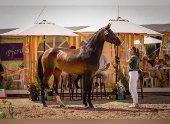 Hannoveraan, Merrie, 4 Jaar, 168 cm, Zwartbruin