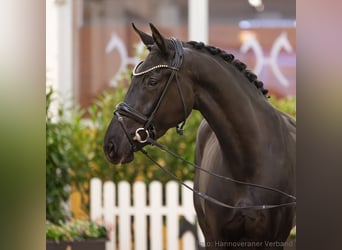 Hannoveraan, Merrie, 4 Jaar, 168 cm, Zwartbruin