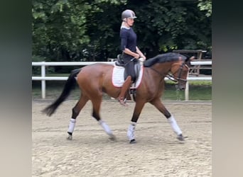 Hannoveraan, Merrie, 4 Jaar, 169 cm, Bruin