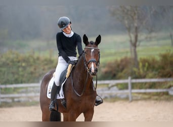 Hannoveraan, Merrie, 4 Jaar, 169 cm, Bruin