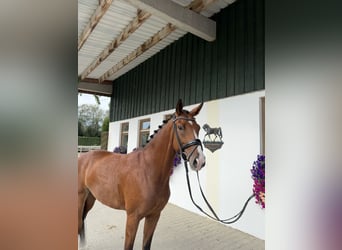 Hannoveraan, Merrie, 4 Jaar, 169 cm, Bruin