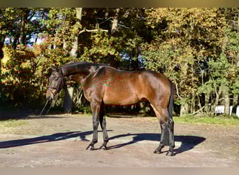 Hannoveraan, Merrie, 4 Jaar, 169 cm, Donkerbruin