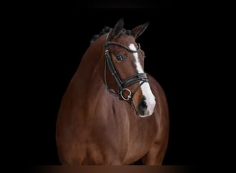 Hannoveraan, Merrie, 4 Jaar, 169 cm, Donkerbruin