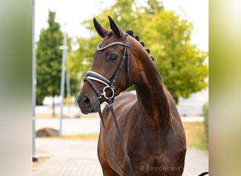 Hannoveraan, Merrie, 4 Jaar, 169 cm, Donkerbruin