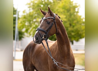 Hannoveraan, Merrie, 4 Jaar, 169 cm, Donkere-vos