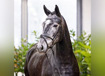 Hannoveraan, Merrie, 4 Jaar, 169 cm, Schimmel