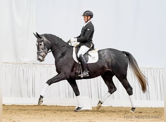 Hannoveraan, Merrie, 4 Jaar, 169 cm, Schimmel