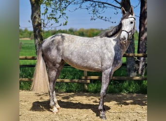 Hannoveraan, Merrie, 4 Jaar, 169 cm, Schimmel