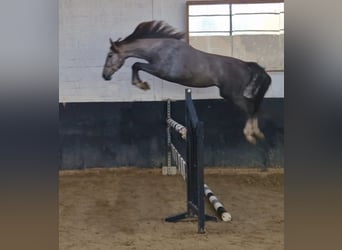 Hannoveraan, Merrie, 4 Jaar, 169 cm, Schimmel