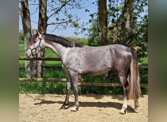 Hannoveraan, Merrie, 4 Jaar, 169 cm, Schimmel