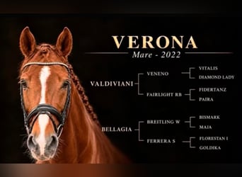 Hannoveraan, Merrie, 4 Jaar, 169 cm, Vos