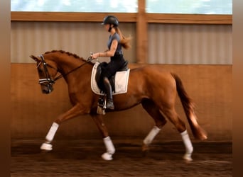 Hannoveraan, Merrie, 4 Jaar, 169 cm, Vos