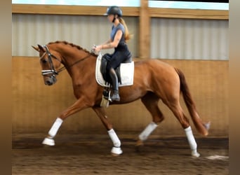 Hannoveraan, Merrie, 4 Jaar, 169 cm, Vos