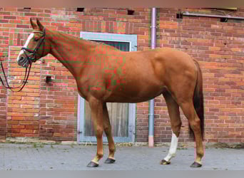 Hannoveraan, Merrie, 4 Jaar, 169 cm, Vos