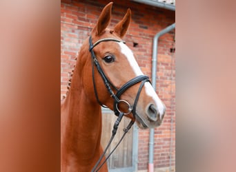 Hannoveraan, Merrie, 4 Jaar, 169 cm, Vos