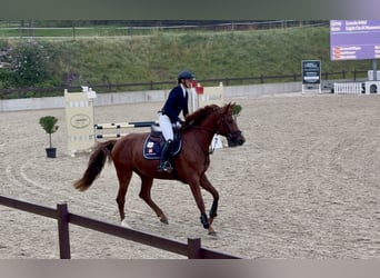 Hannoveraan, Merrie, 4 Jaar, 169 cm, Vos