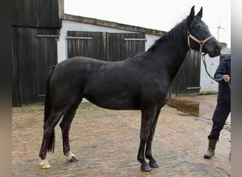 Hannoveraan, Merrie, 4 Jaar, 169 cm, Zwart