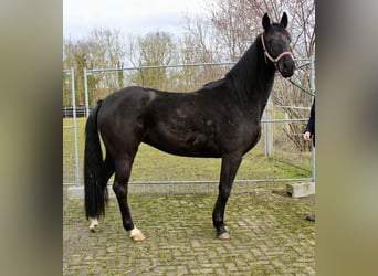 Hannoveraan, Merrie, 4 Jaar, 169 cm, Zwart