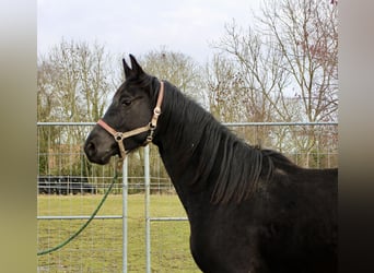Hannoveraan, Merrie, 4 Jaar, 169 cm, Zwart