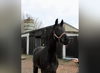 Hannoveraan, Merrie, 4 Jaar, 169 cm, Zwart
