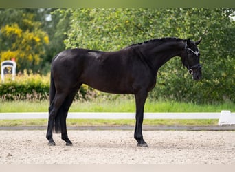 Hannoveraan, Merrie, 4 Jaar, 169 cm, Zwart