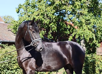 Hannoveraan, Merrie, 4 Jaar, 169 cm, Zwart