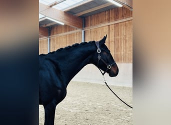 Hannoveraan, Merrie, 4 Jaar, 169 cm, Zwartbruin