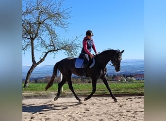 Hannoveraan, Merrie, 4 Jaar, 169 cm, Zwartschimmel