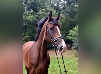 Hannoveraan, Merrie, 4 Jaar, 170 cm, Bruin