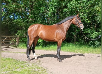 Hannoveraan, Merrie, 4 Jaar, 170 cm, Bruin
