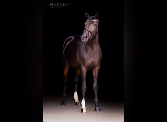Hannoveraan, Merrie, 4 Jaar, 170 cm, Bruin