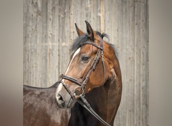 Hannoveraan, Merrie, 4 Jaar, 170 cm, Bruin